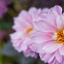 Blomodlare