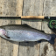 Fiske-böjen 